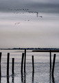 Flock over the Bay