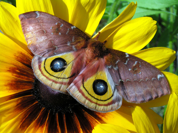 Moth and Sunflower