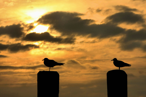 2 Gulls at Sunset