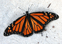 Monarch in the Sand