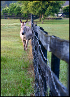 Mule on the Fence