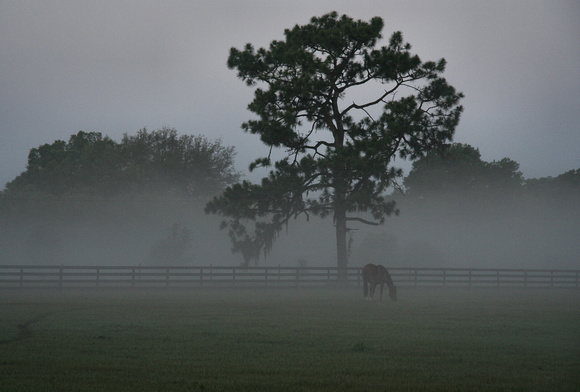 Grazing in The Morning mist