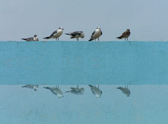 Gulls on a Wall