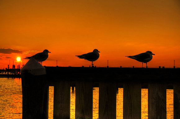 3 gulls at sunset