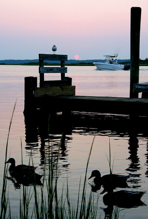 Gull, Sunset,Boat and Ducks