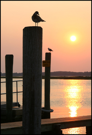 Gull Sunset 2
